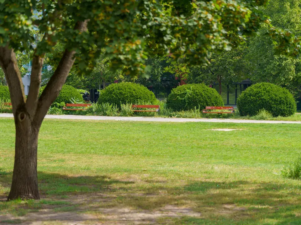 mold removal Verona